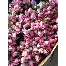 红瑞花卉(图)-个旧爱莎玫瑰种苗零售-个旧爱莎玫瑰种苗